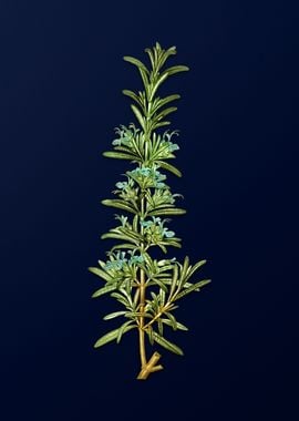 Vintage Rosemary on Blue