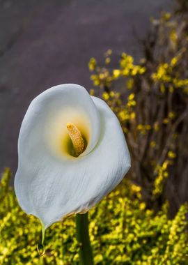 white orange flower