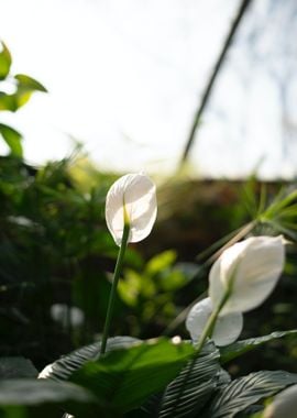 white tilt flower