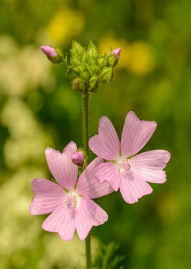 pink flower green