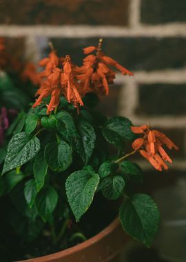 green pot orange flower