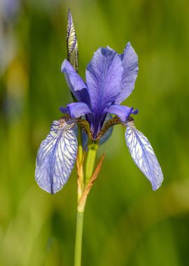 plant purple flower