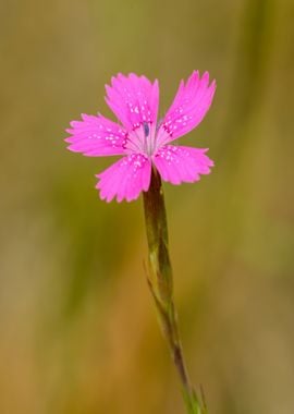 pink brown flower