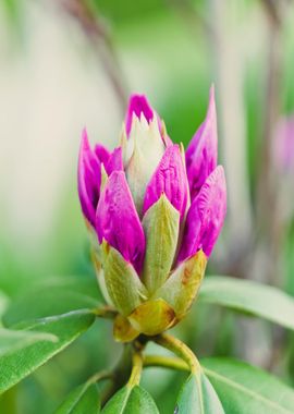 blossom flower pink