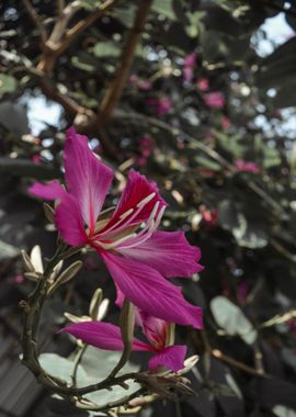 pink flower bright