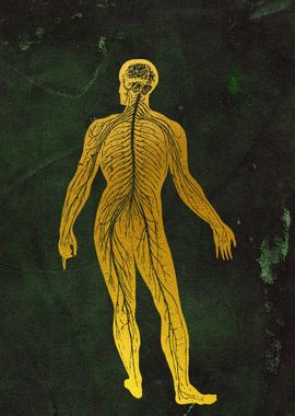 Nervous system 