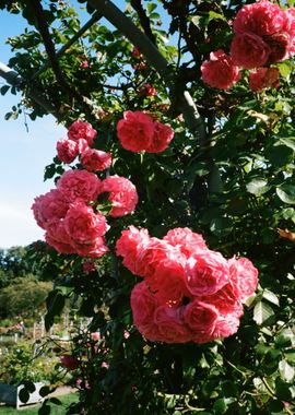 tree cloud flower