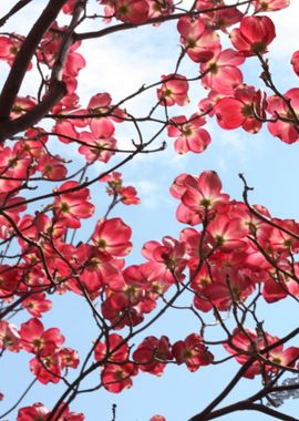 sakura flower red