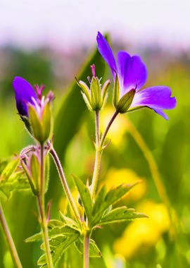 green blue flower