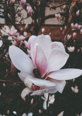 white pink bloom