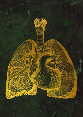 Lungs and Heart