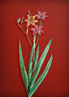 Blackberry Lily on Red