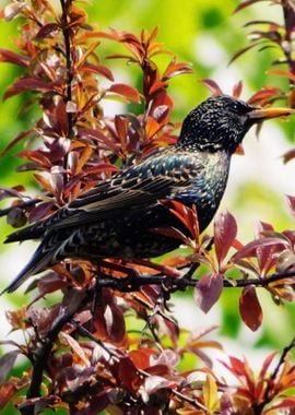 European Starling bird