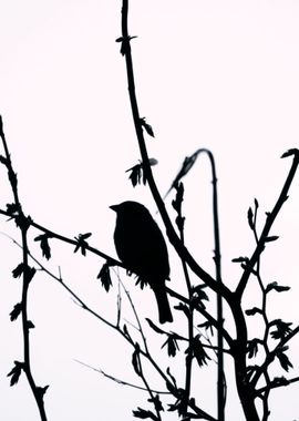 Silhouette Bird