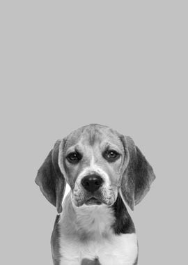 Beagle dog