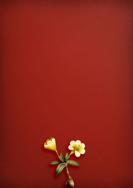 Cape Tulip on Red