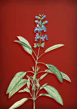 Sage Plant on Crimson