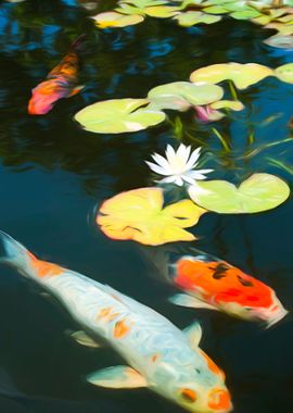 White And Orange Koi Fish