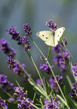 Butterfly on Lavender