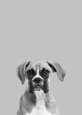 Boxer dog