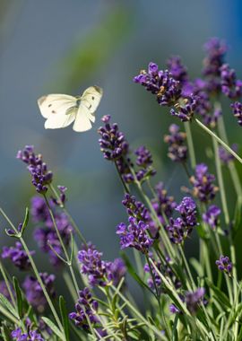 Butterfly on Lavender