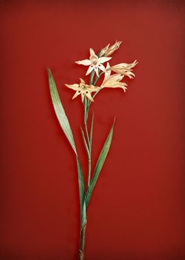 Vintage Gladiolus Flower