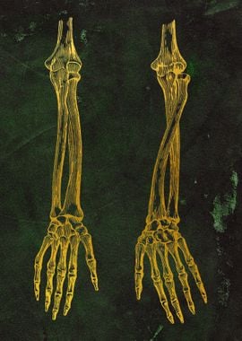 Arm Bones 