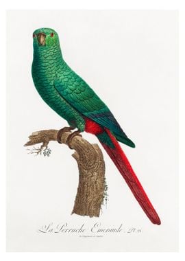 Austral parakeet