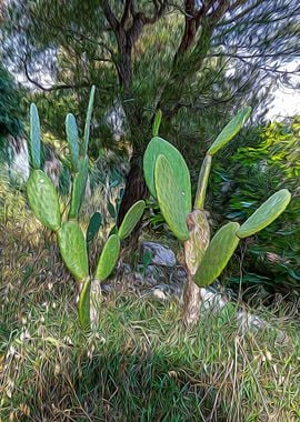 Mediterranean bush