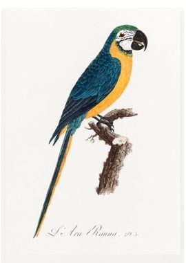 Blue and gold macaw