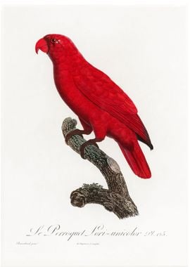 Cardinal lory vintage post