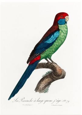 Broad tailed parrot