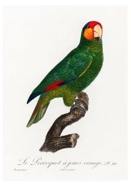 Red lored parrot 