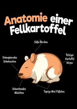 Anatomy Of A Guinea Pig