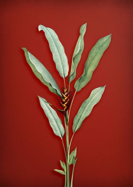 Parrot Heliconia on Red