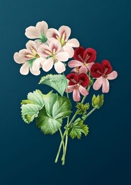 Cranes Bill Geranium Teal