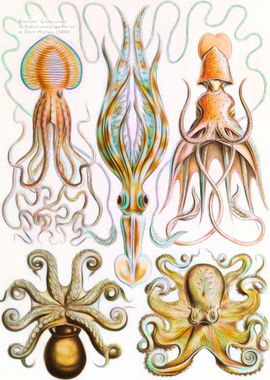 Octopus And Squid