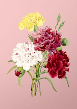 Carnation on Pink