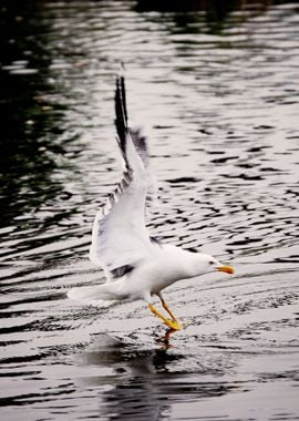 Seagull