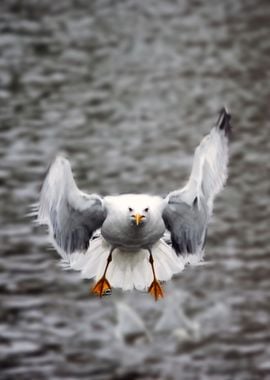 Seagull