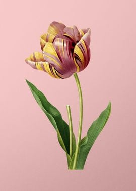 Tulip on Pink