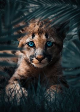 Cute Cougar Cub