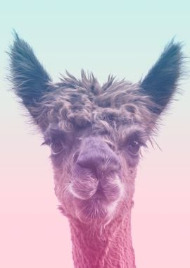 Llama