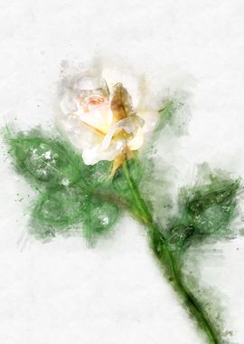 ivory rose watercolor