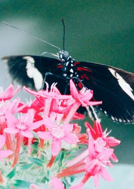 Close up Butterfly