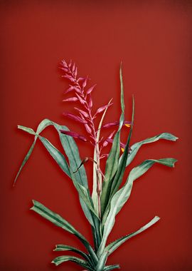 Pitcairnia on Red