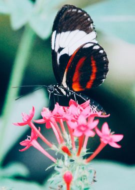 Close up Butterfly