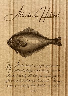 Atlantic Halibut