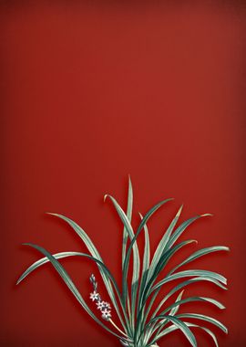 Sansevieria Carnea on Red