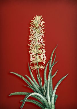 Snake Plant on Red